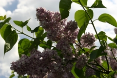 Swartmore_Main_BG_TP_3