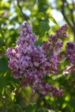 Swartmore_Main_BG_TP_4