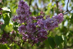 Swartmore_Main_BG_TP_5