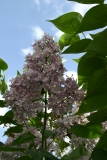 Swartmore_Main_BG_TP_7