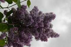Swartmore_Main_BG_TP_8