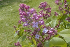 Sylvan Beauty
