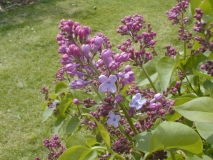 Sylvan_Beauty_2003_HP_MM__DM_1