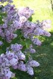 Sylvan_Beauty_2013_HP_TP_3