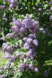 Sylvan_Beauty_2013_HP_TP_5