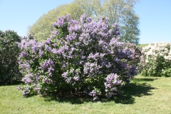 Sylvan_Beauty_2013_HP_TP_6