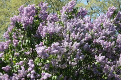 Sylvan_Beauty_2013_HP_TP_7