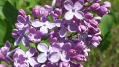 Sylvan_Beauty_201505_MF_BB