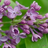 Sylvan_Beauty_2019_LM_CF