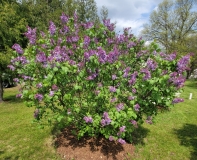 Sylvan_Beauty_20220528_KA_MLD