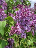 Sylvan_Beauty_20220528_KA_MLD_2