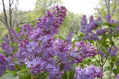 Sylvan_Beauty_BP__MW_1