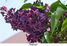 Tadeush_2024_Russia_SB_1