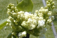 Taglioni