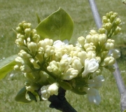 Taglioni_2003_HP_MM__DM_1