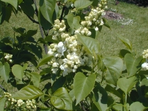 Taglioni_2003_HP_MM__DM_2