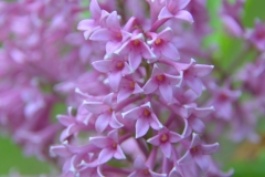 Tapani
