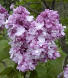 Sierra Exif JPEG