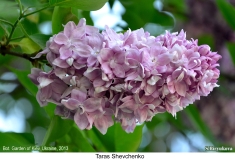 Taras_Shevchenko_2013_Kyiv_SB_1