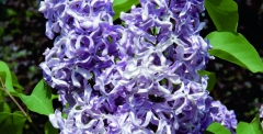 Teet_Estonia_IS_2