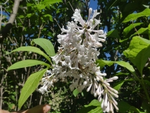 Telimena_201906_CV_MLD_1