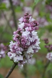 Thunberg_2012_Nancy_TP_2