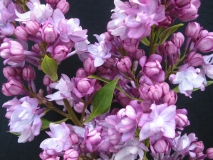 Thunberg_LNT2