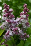 Thunberg_Main_BG_TP_7