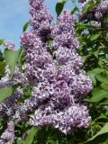 Tiit_Rondla_Estonia_IS_1