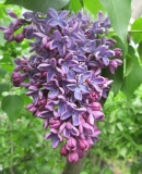 Tikhaya_Obitel_TP_2