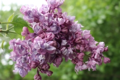 Timiryazevka