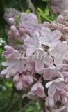 Tishina_2019_Russia_OA