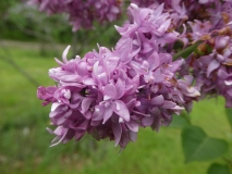 Tita_201906_RBG_MLD