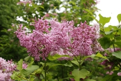 Titania_CH