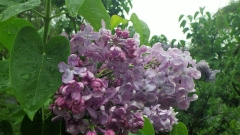 Todmorden_201605_SA_BB_1