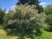 tomentella_sweginzowii_albida_20210531_HP_MLD_1