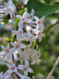 tomentella_sweginzowii_albida_20210531_HP_MLD_3