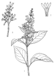 tomentella_tomentella-Flora-of-China