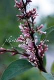 tomentella_yunnanensis-1991-BN-RHT