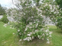tomentella_yunnanensis-201906-HP-MLD-1