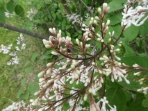 tomentella_yunnanensis-201906-HP-MLD-2