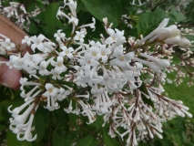tomentella_yunnanensis-201906-HP-MLD-3
