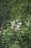 tomentella_yunnanensis-SC-CTN-1