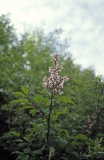 tomentella_yunnanensis-SC-CTN-2
