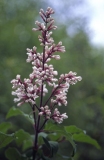 tomentella_yunnanensis-SC-CTN-3