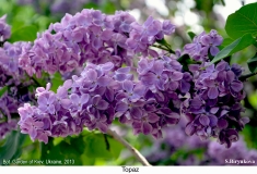 Topaz_2013_Kyiv_SB_1
