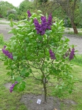 Treesje_Topsvoort_CH_1