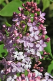 Triomphe_dOrleans_ZB_2