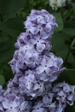 True_Blue_1980_TRD_TP_6
