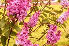 True Pink